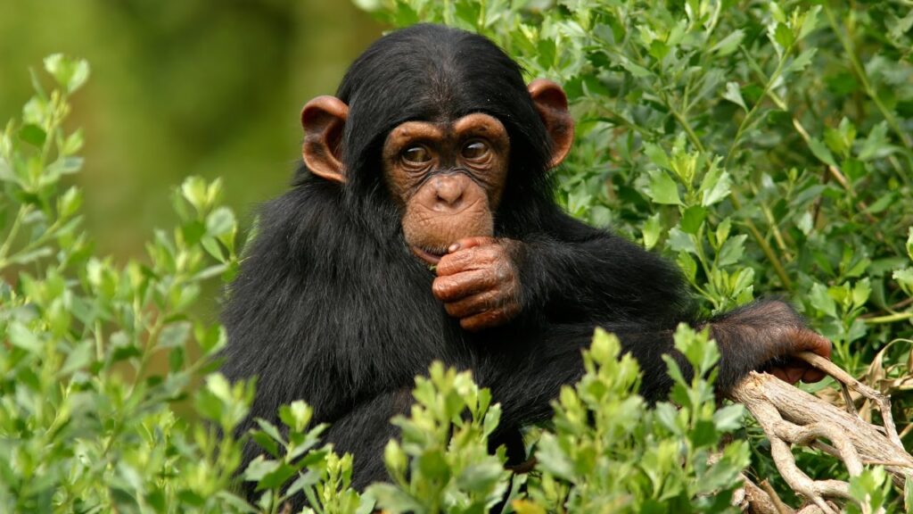 4 Days Chimpanzee Trekking Safari