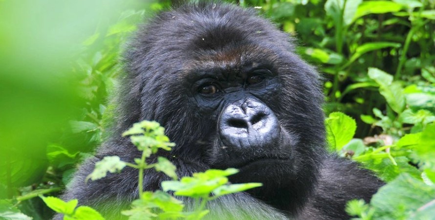 Are Gorillas Intelligent?