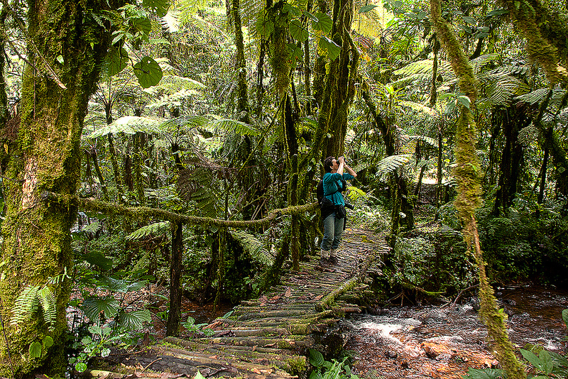 Plants and Trees of Bwindi Impenetrable Forest