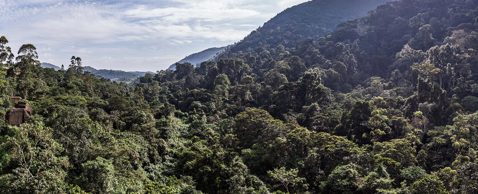 Canopy trees in Bwindi