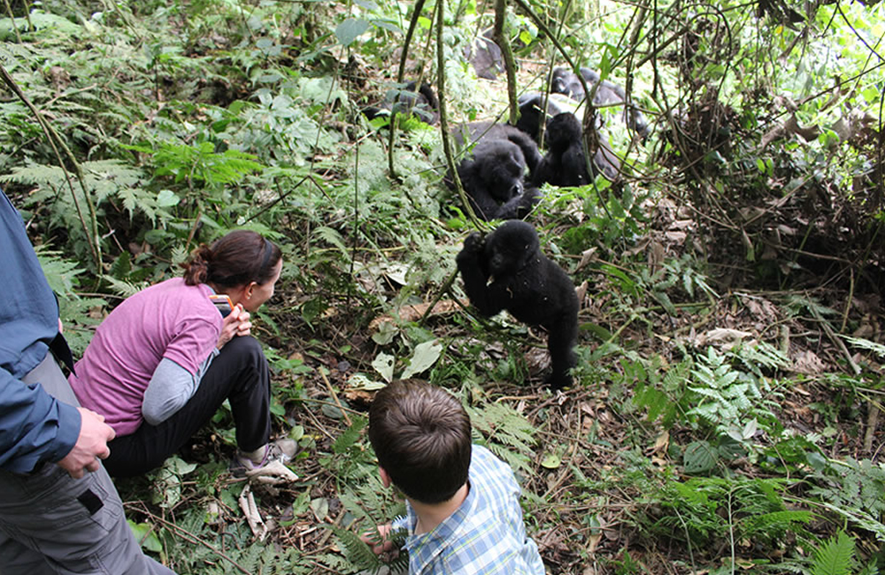 Gorilla Trekking Sectors In Bwindi National Park