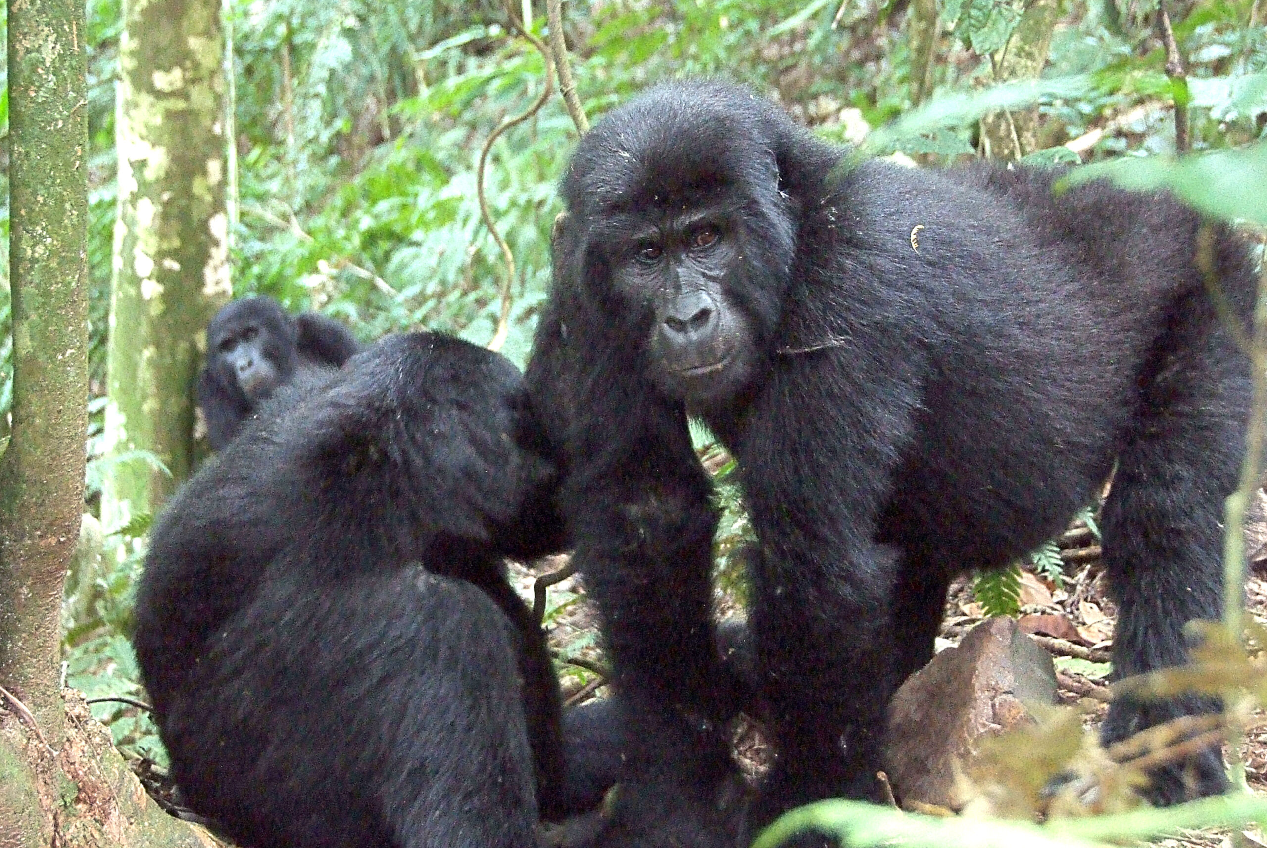 Gorilla Trekking in Bwindi Park