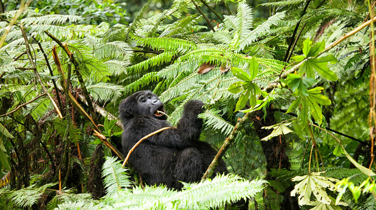 Gorilla Trekking in Rushaga Sector