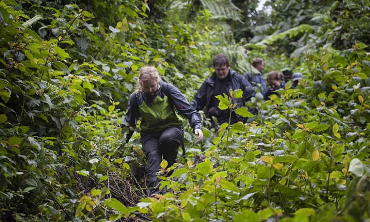 Best Hiking Trails In Bwindi National Park