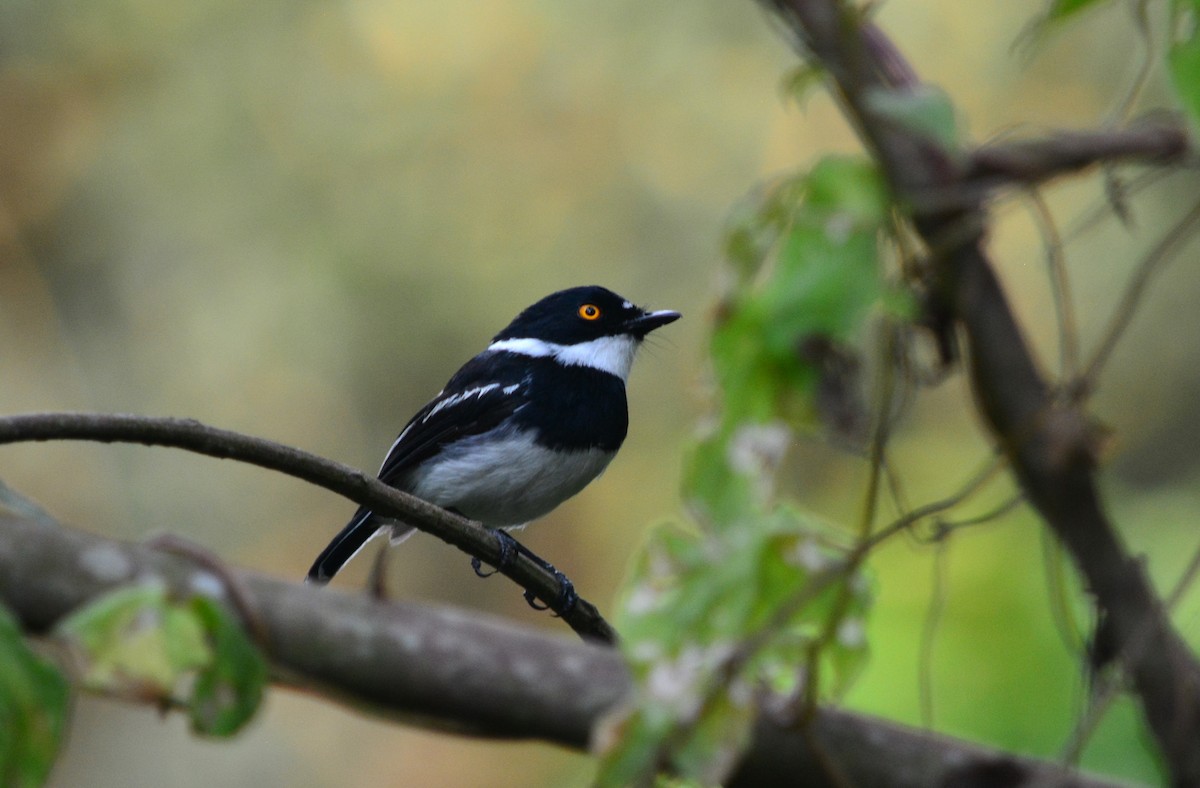 Rwenzori Batis of Bwindi National Park