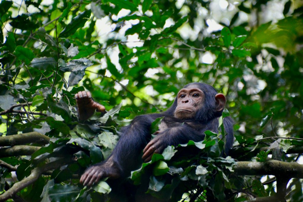 chimpanzees in bwindi