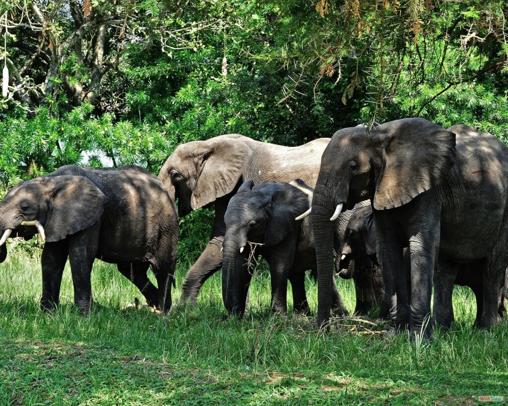 Mammals Found In Bwindi National Park