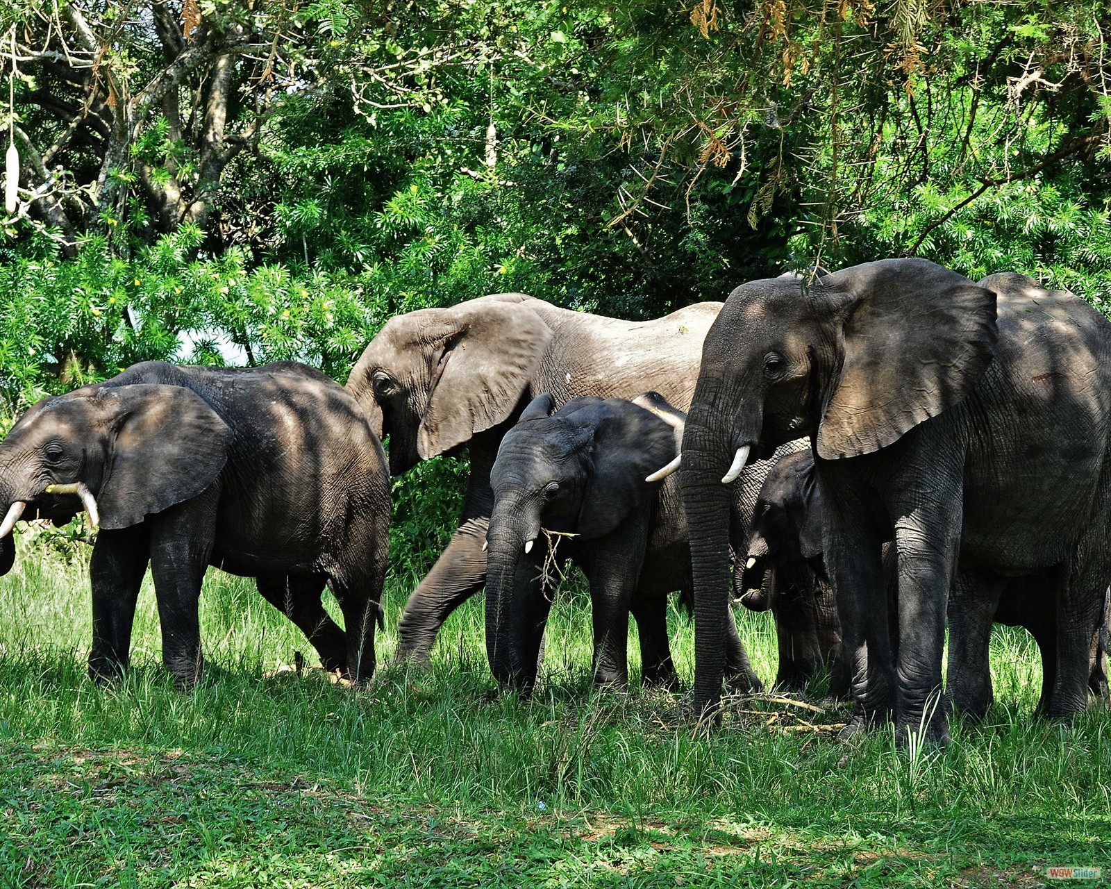 Mammals Found In Bwindi National Park