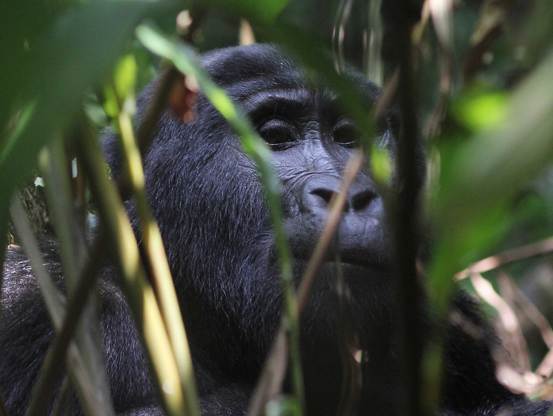Which Bwindi sector is best for you?