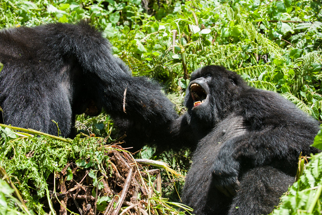 Gorillas are in volcanoes. 