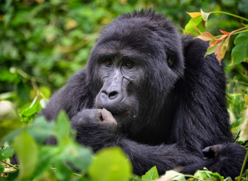 Is Bwindi worth visiting without gorilla trekking?