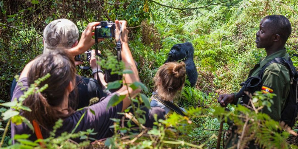 bwindi gorilla trekking safaris