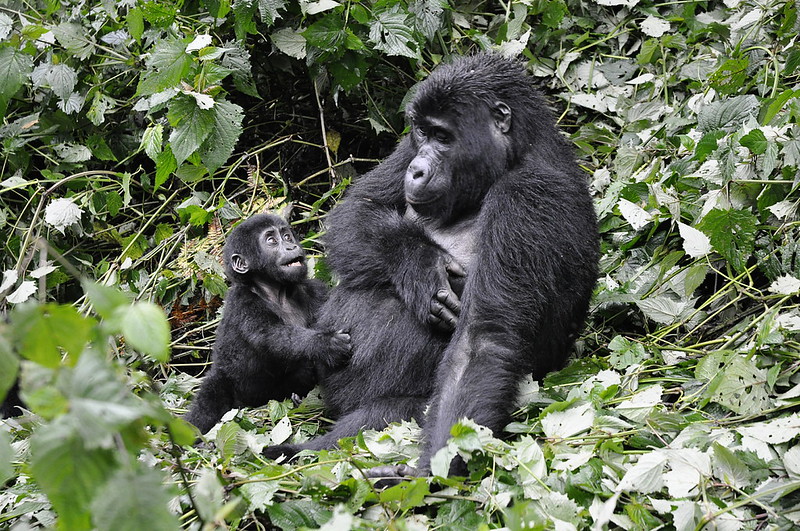 Rushaga Sector in Bwindi