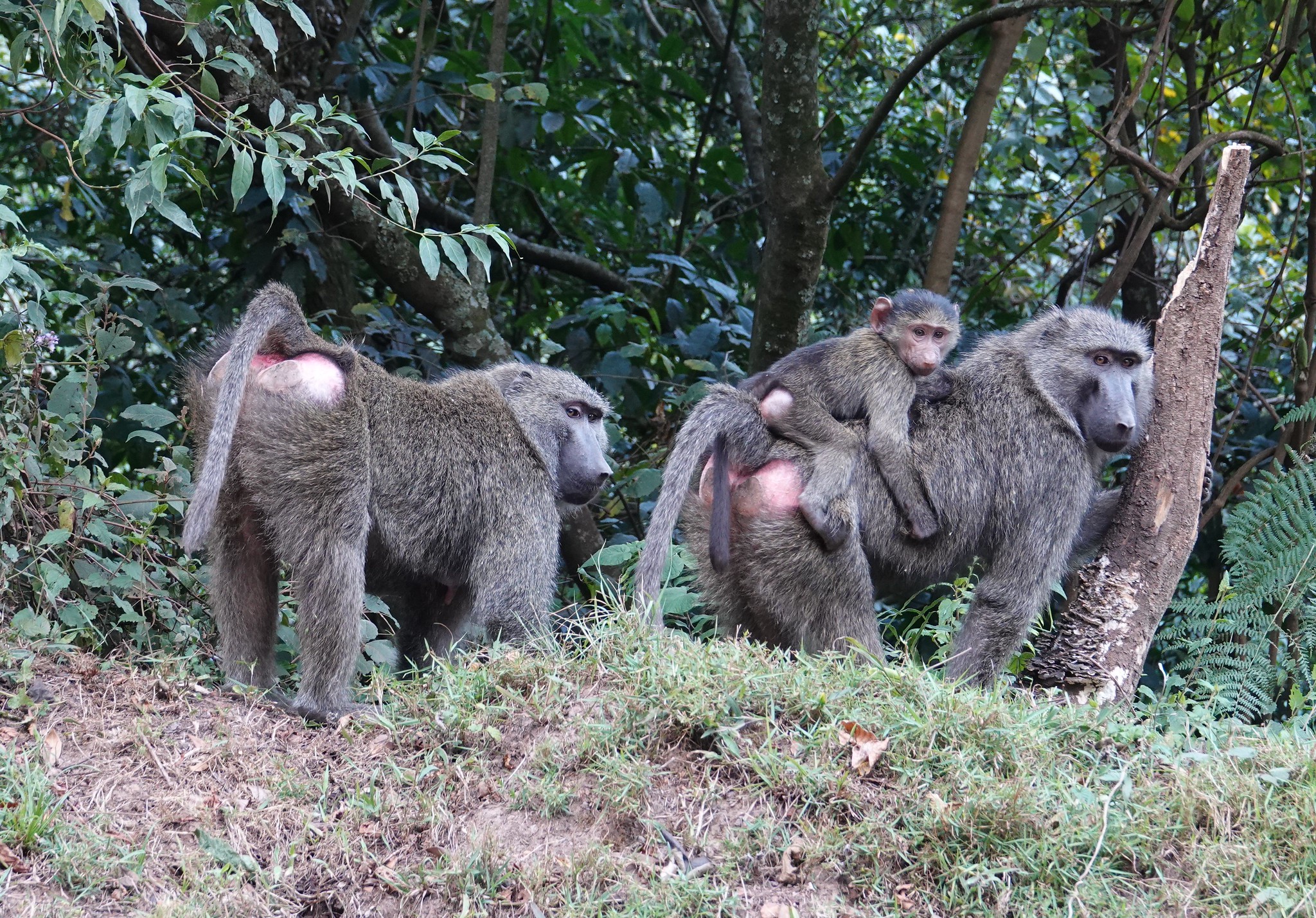 Olive Baboons: Bwindi