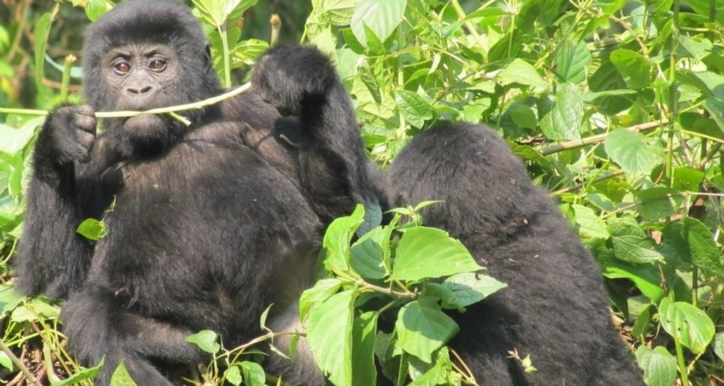 Bwindi Travel Costs