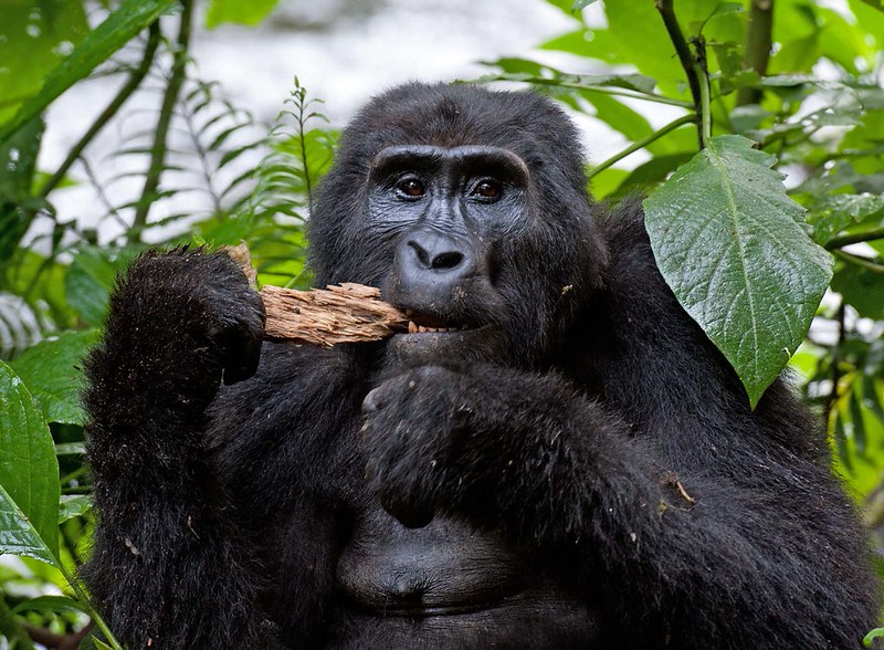 Bwindi vs. Volcanoes National Park