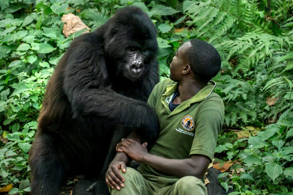 Do Humans Hurt Gorillas?