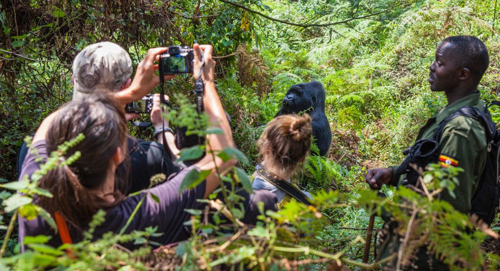 Best time for photography in Bwindi National Park