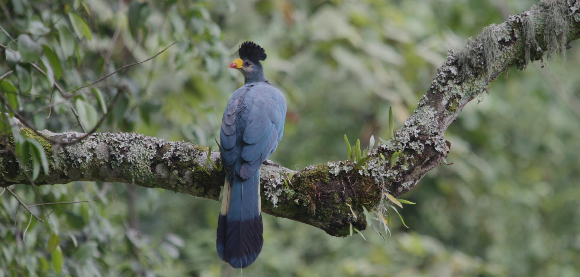 Birding in Bwindi National Park
