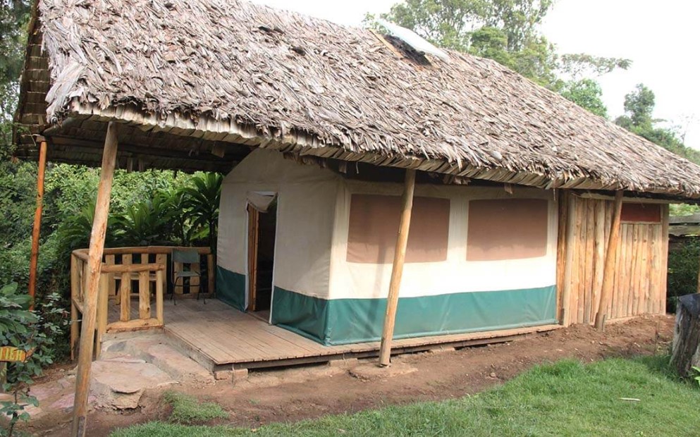 Broadbill forest camp