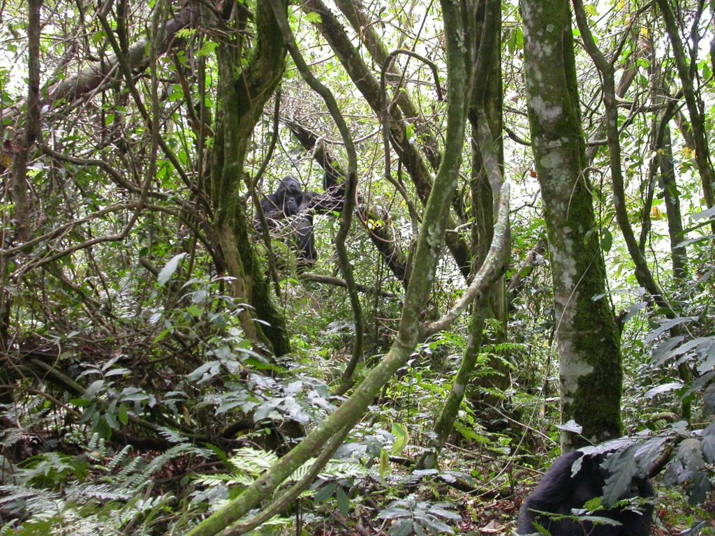 Bwindi Forest Eco System Explained