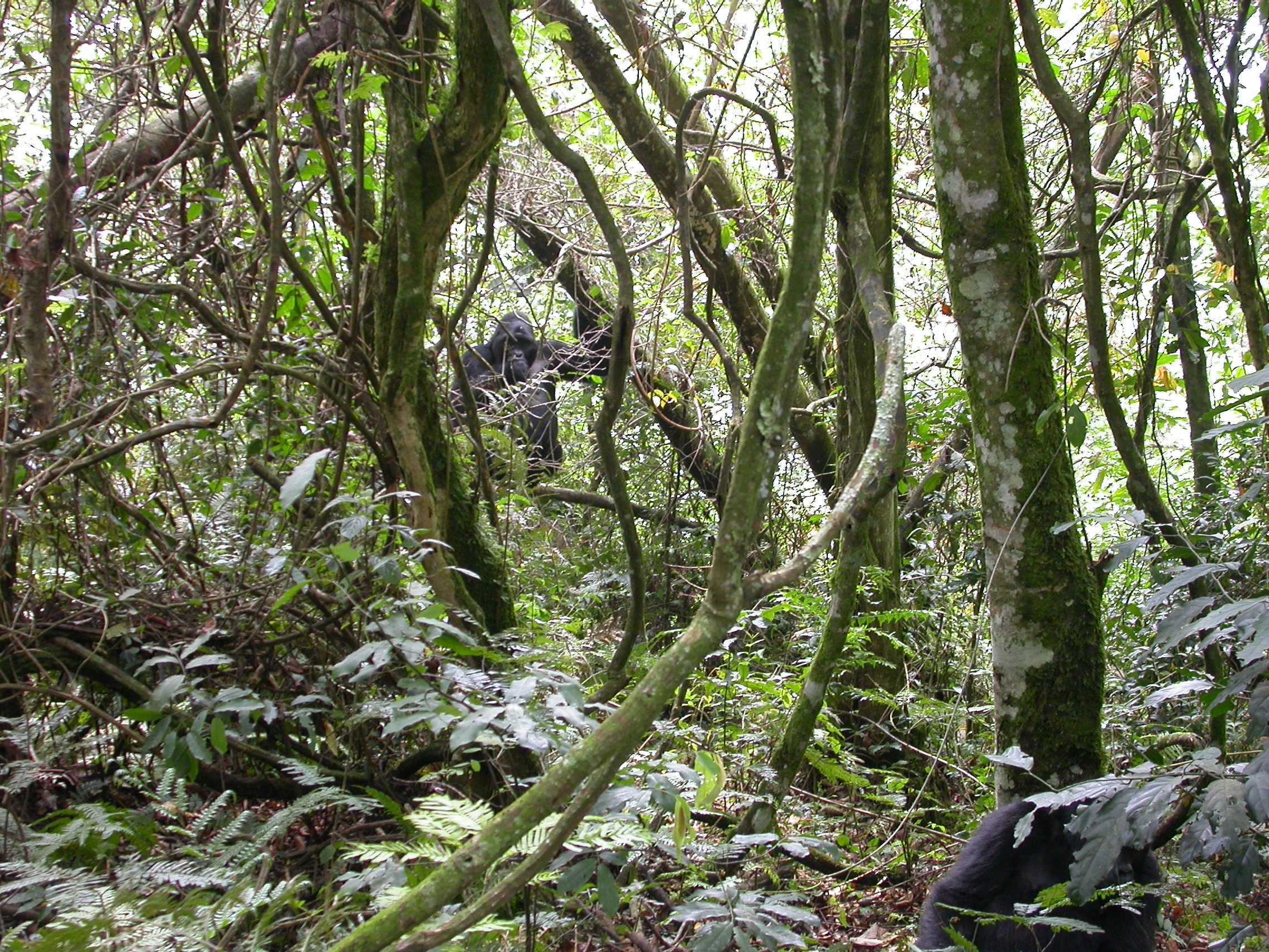 Bwindi Forest Eco System Explained