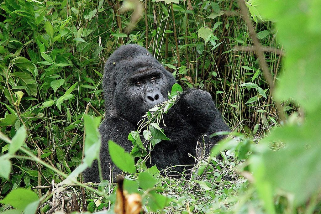 How to travel from Kigali to Bwindi National Park
