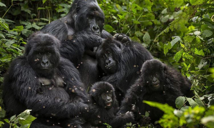 Does tourism help gorilla conservation?