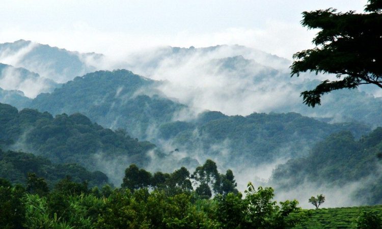 Why Bwindi Is One of Africa’s Most Biodiverse National Parks