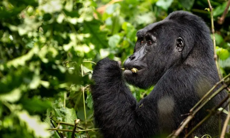 Bwindi gorilla safari