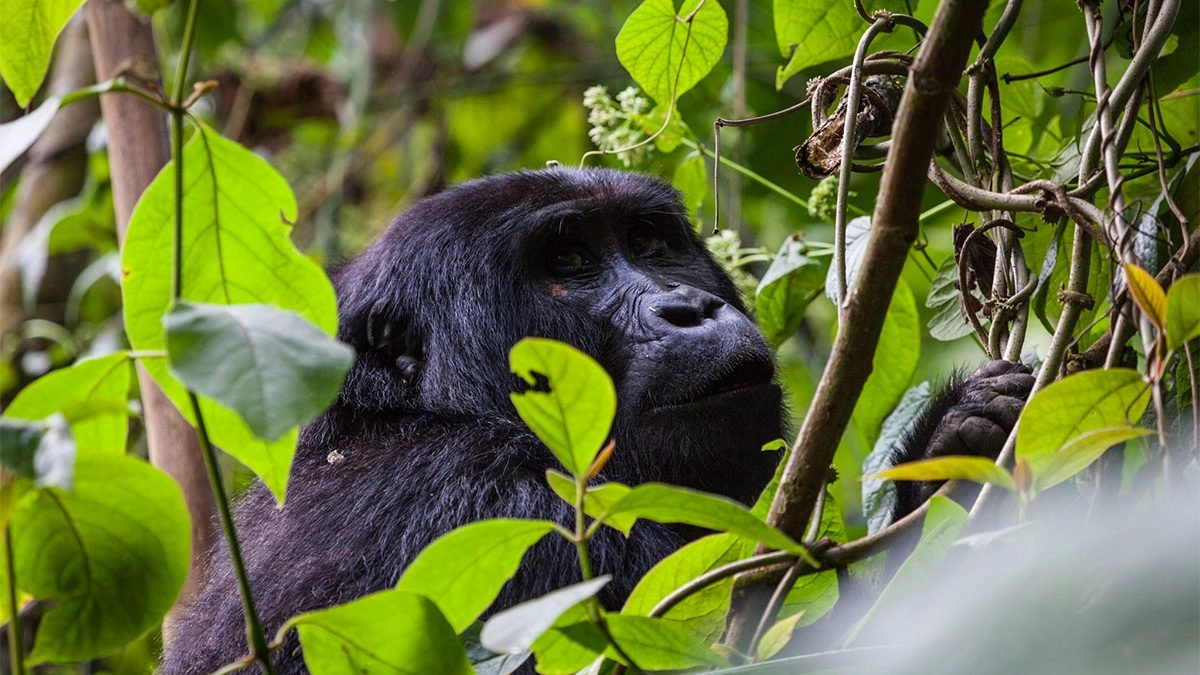 How many days do you need to spend in Bwindi