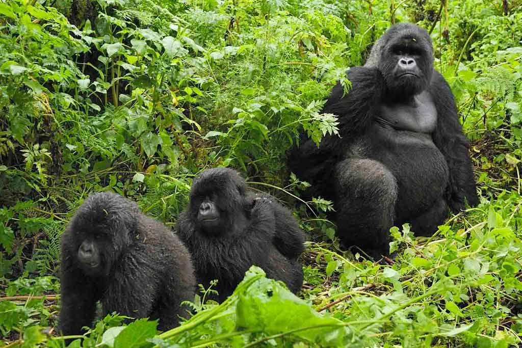 Bwindi gorilla trekking safari