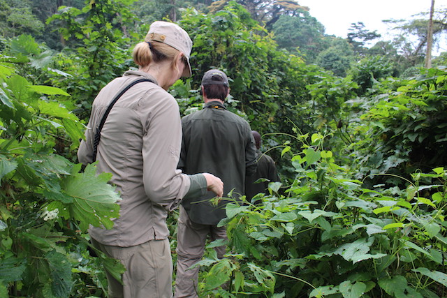 Do you need a guide in Bwindi National Park?