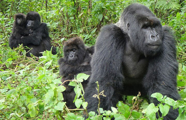 Future of mountain gorillas in Bwindi