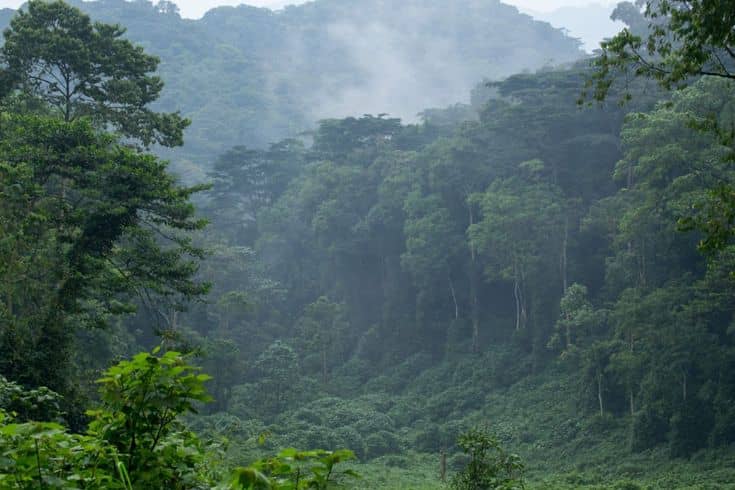Climate change impact on Bwindi National Forest Park