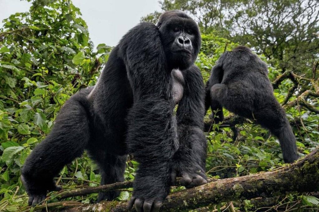Are Gorillas Self-Aware?