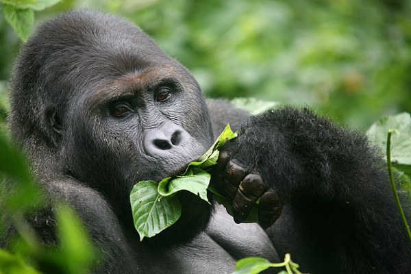 Eastern Lowland Gorilla eating plant leaves