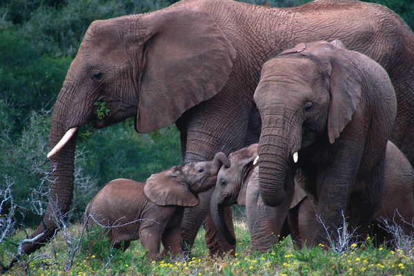 Elephants in Bwindi
