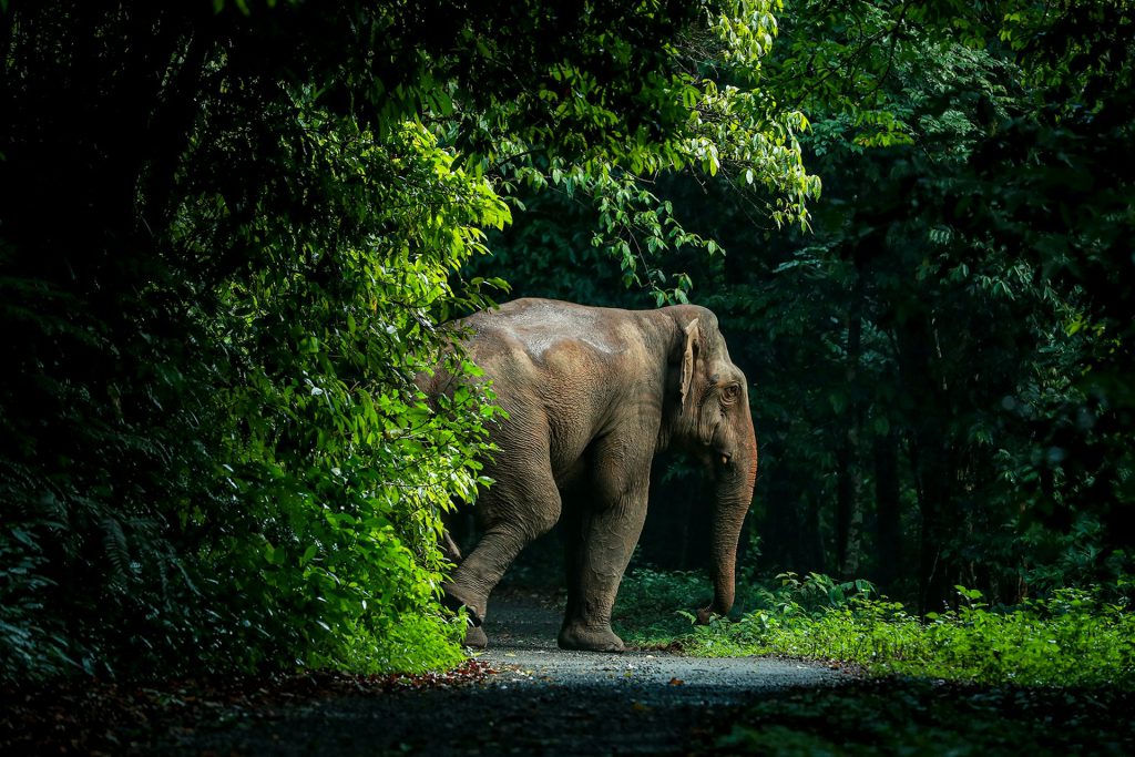 Wildlife In Bwindi Impenetrable National Park