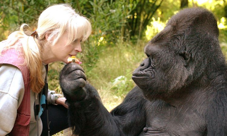 bwindi gorilla habituation experience