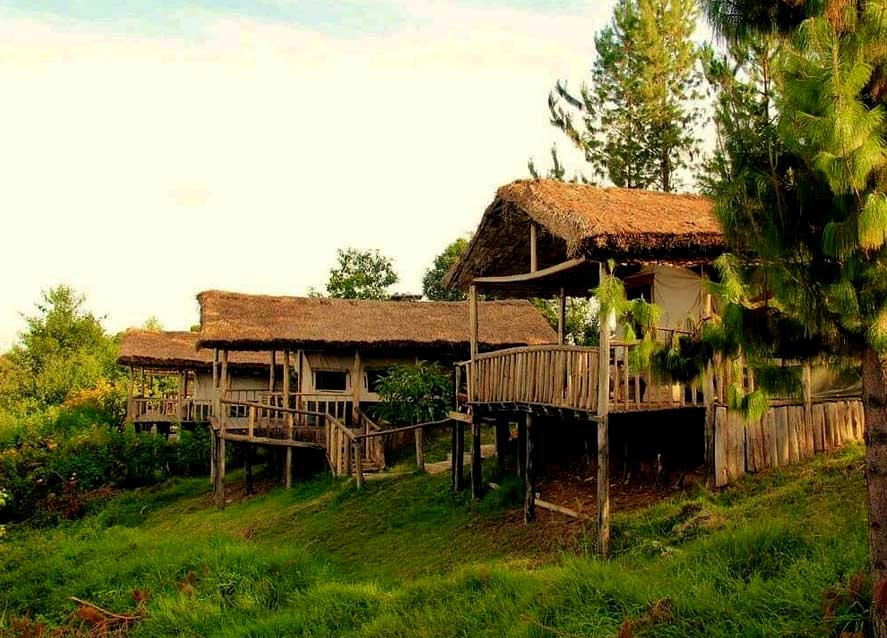 Gorilla Mist Camp