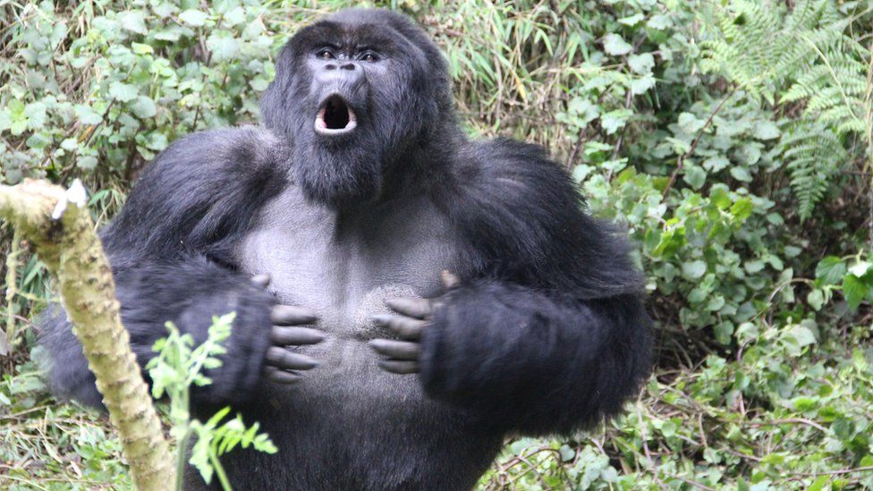 Gorilla beating chest