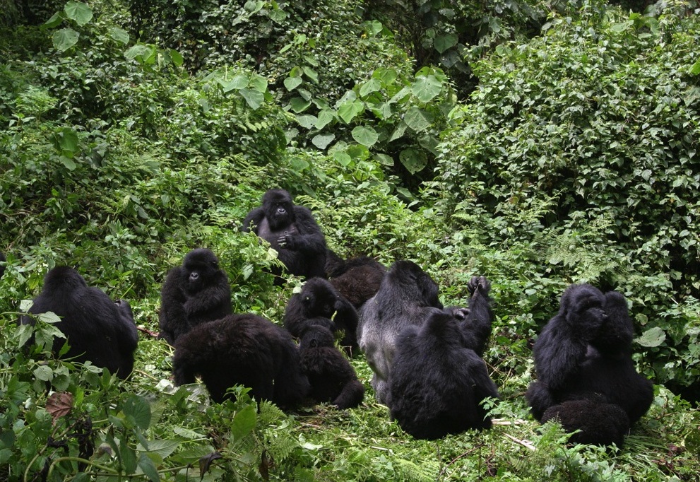 Gorilla familiy for Rushaga Sector in Bwindi