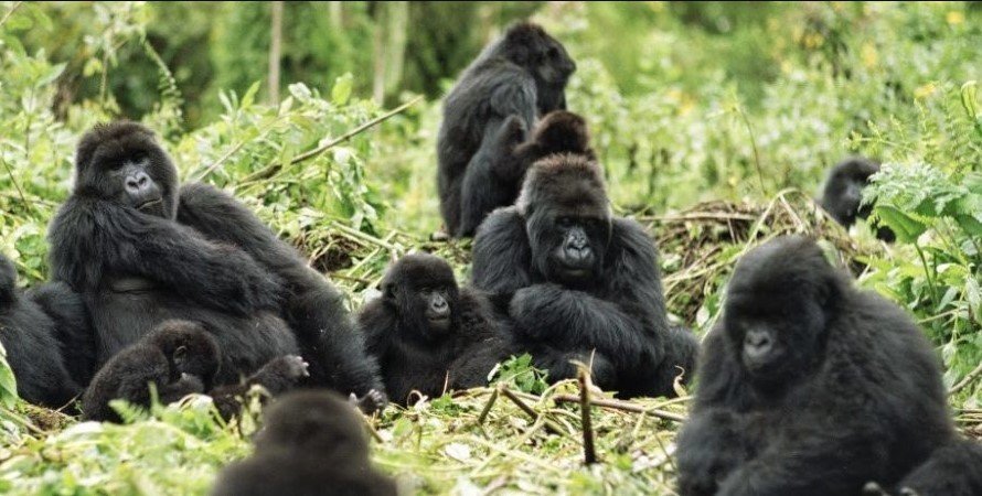 Gorilla group in Nkuringo Sector