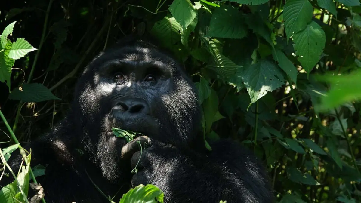 Bwindi National Park FAQs For Travellers