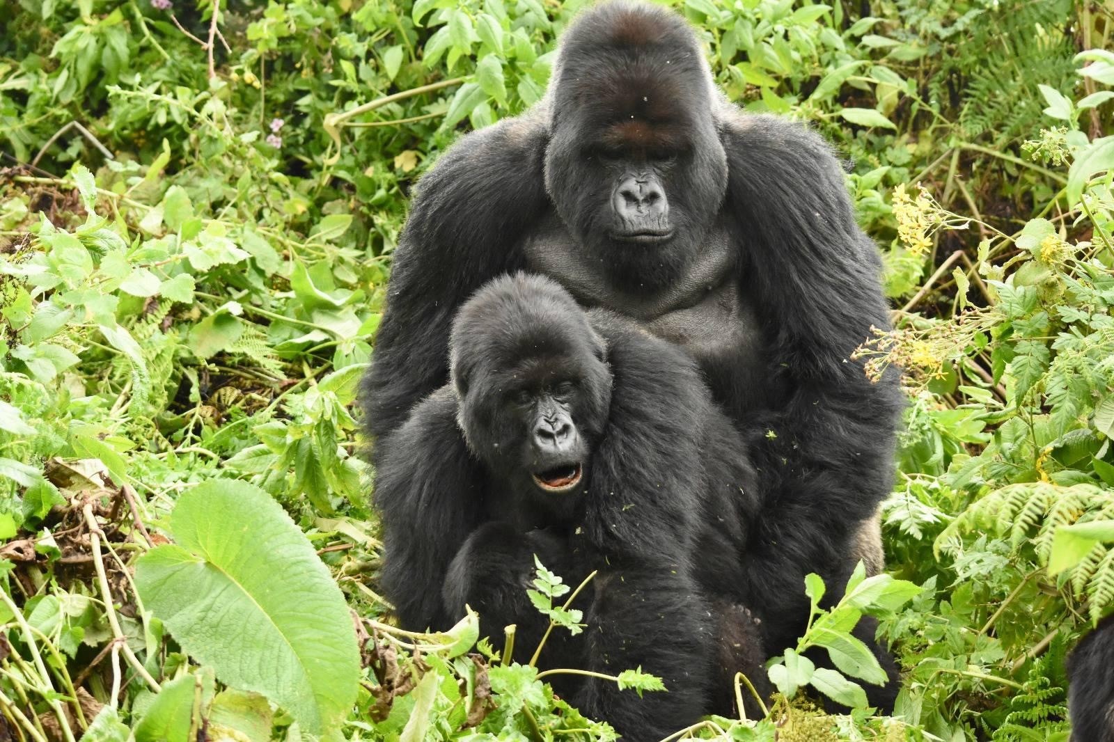 Gorilla mating