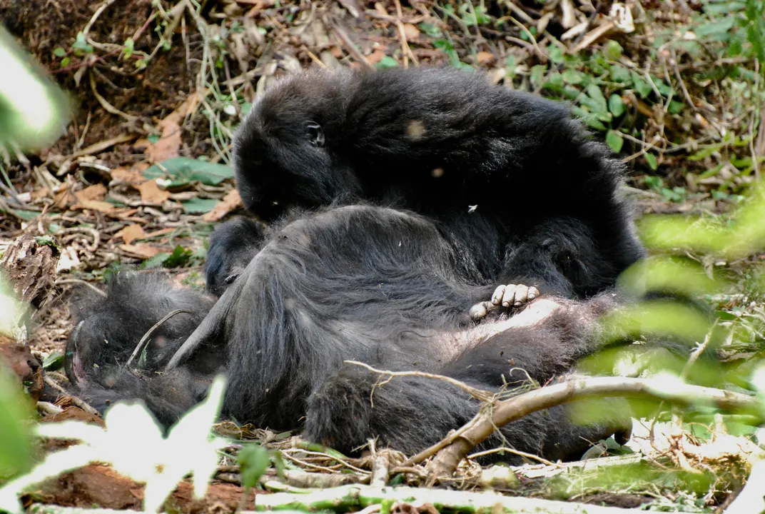 Gorillas Appear to Grieve for Their Dead