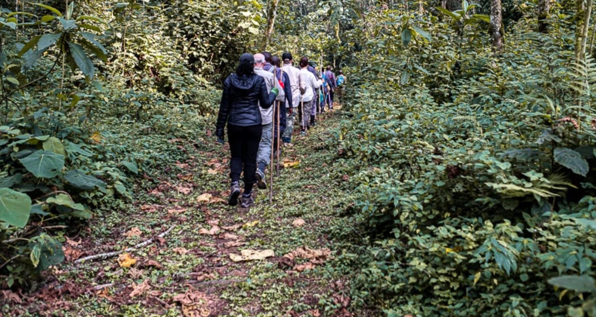 Nature Walks in Bwindi Impenetrable National Park
