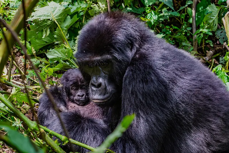 How are baby gorillas raised?