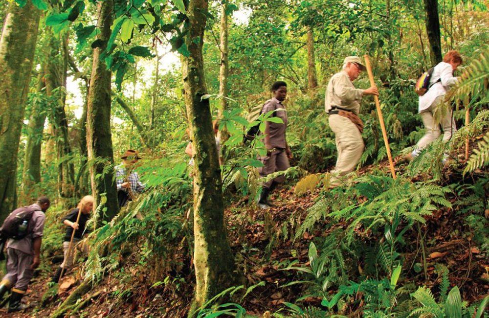 Bwindi National Park Travel Stories